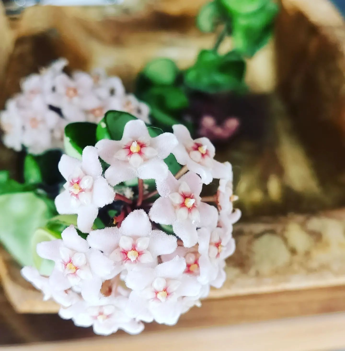 .ホヤの花がキレイに咲いています。店頭でご覧頂けます。GW後半も休まず営業中です！.#ホヤ#観葉植物#観葉植物のある暮らし (Instagram)