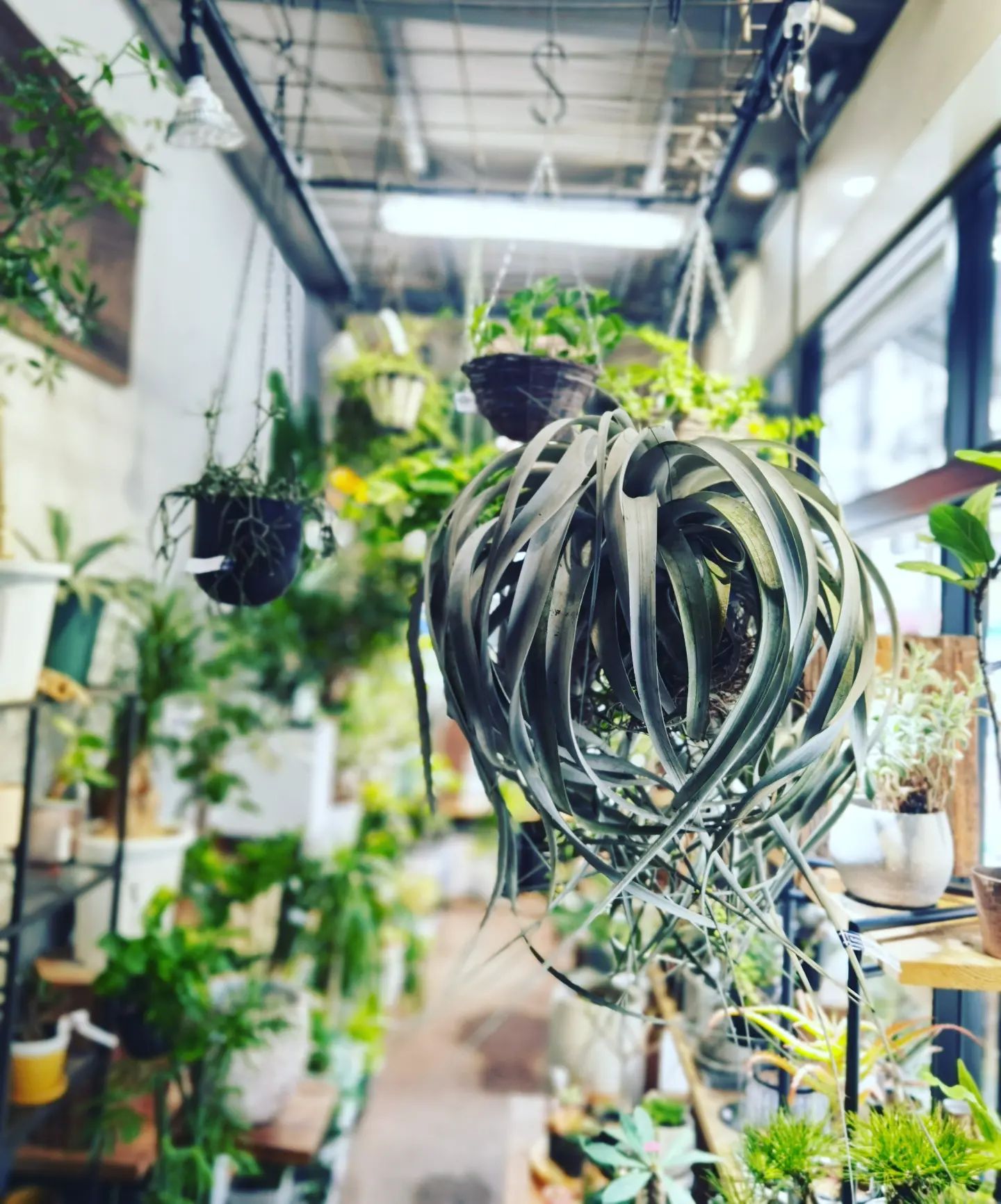 .特大キセログラフィカ吹抜けリビング、天高な店舗、暖かくなったら杉玉みたく、軒先に吊るしてもいいですね。.#キセログラフィカ#エアプランツ#堀江#観葉植物 (Instagram)